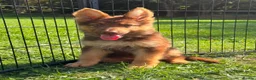 German Shepherd dogs for sale: CHOCOLATE AND TAN LONG COATED GERMAN SHEPARDS  - Advert 4