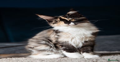 Maine Coon cats - Advert 2