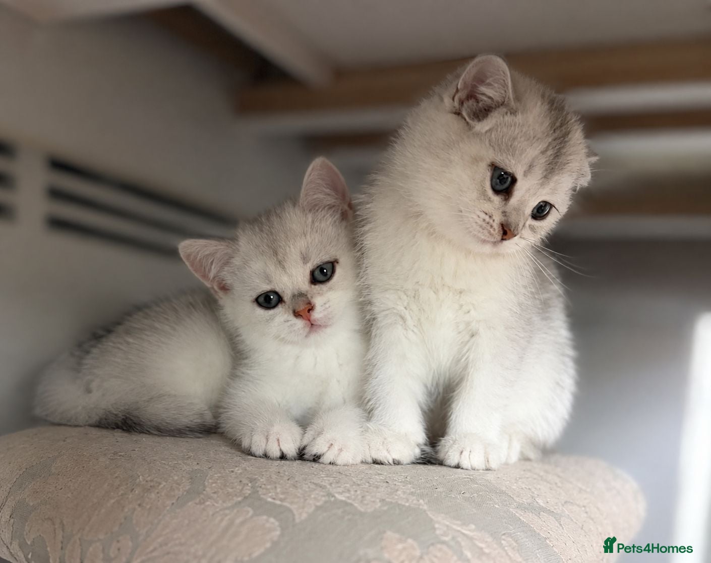Scottish Fold cats Scottish Straight Fold Kittens - Only 1 left - Advert 1