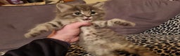 Mixed Breed cats for sale: Ghost tabby cats  - Advert 7