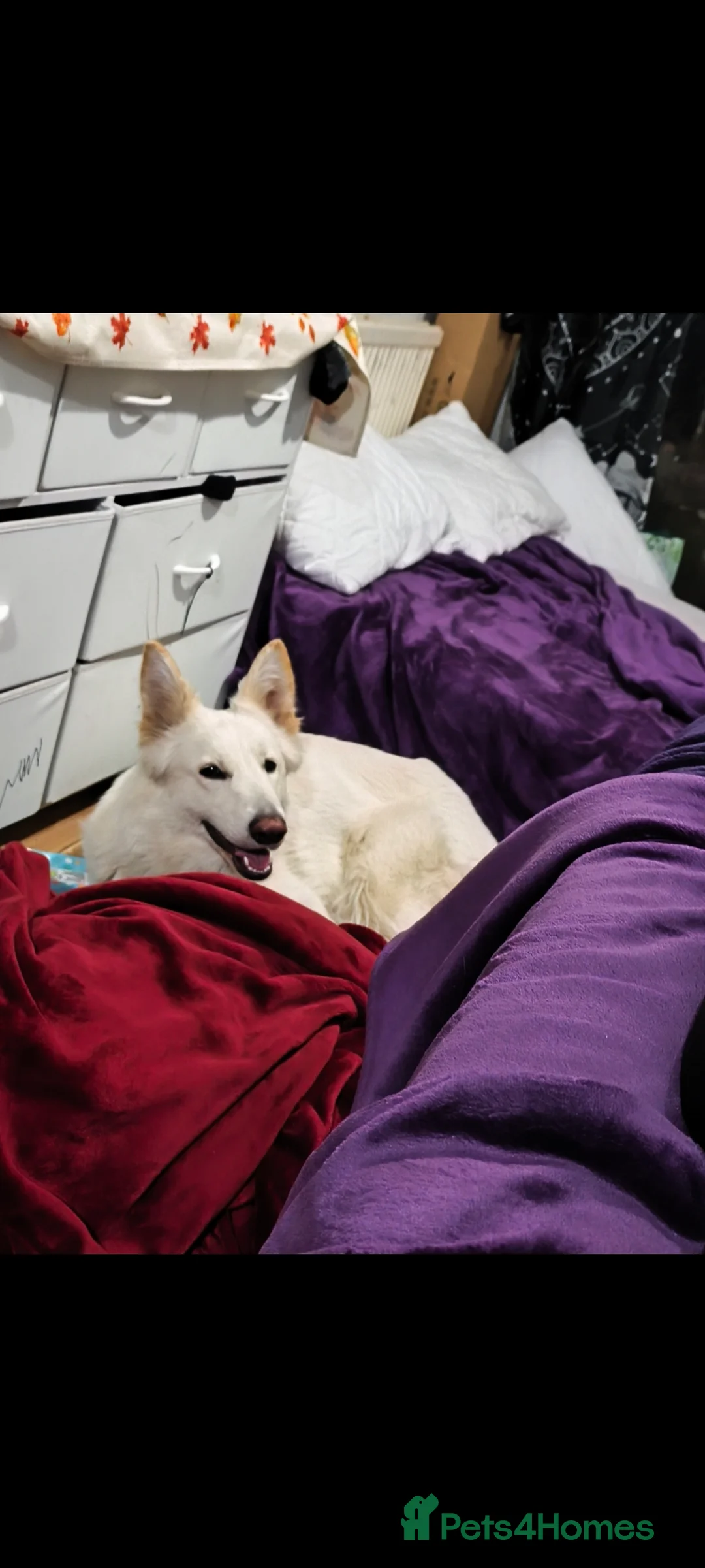 German Shepherd dogs for sale: 2 Female German Shepherd Alsatian Rehome together - Advert 3