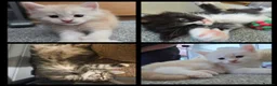 Maine Coon cats for sale: Outstanding TICA registered Maine Coon Kittens - Advert 3