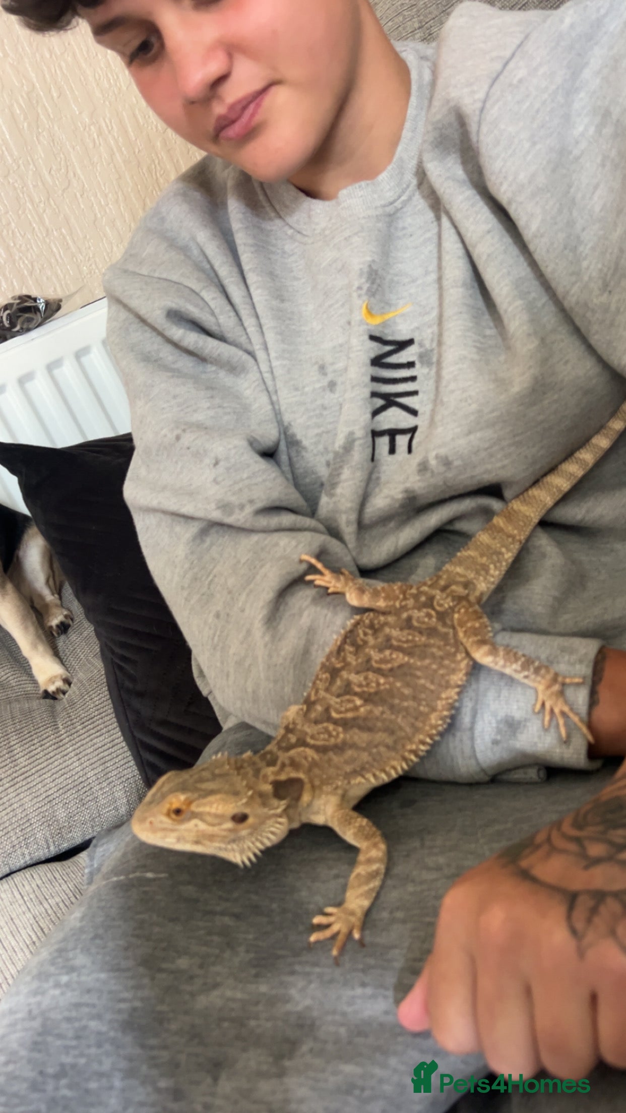 Bearded Dragon reptiles Rango the bearded dragon  - Advert 2