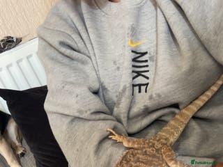 Bearded Dragon reptiles Rango the bearded dragon - Advert 1