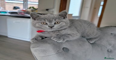 British Shorthair cats - Advert 11