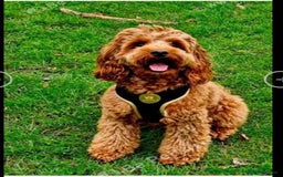 Cockapoo dogs for sale: Exceptional F2 cockapoo puppies available - Image 12