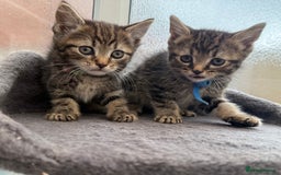 Siberian cats for sale: 2 super friendly beautiful loving boys - Image 1