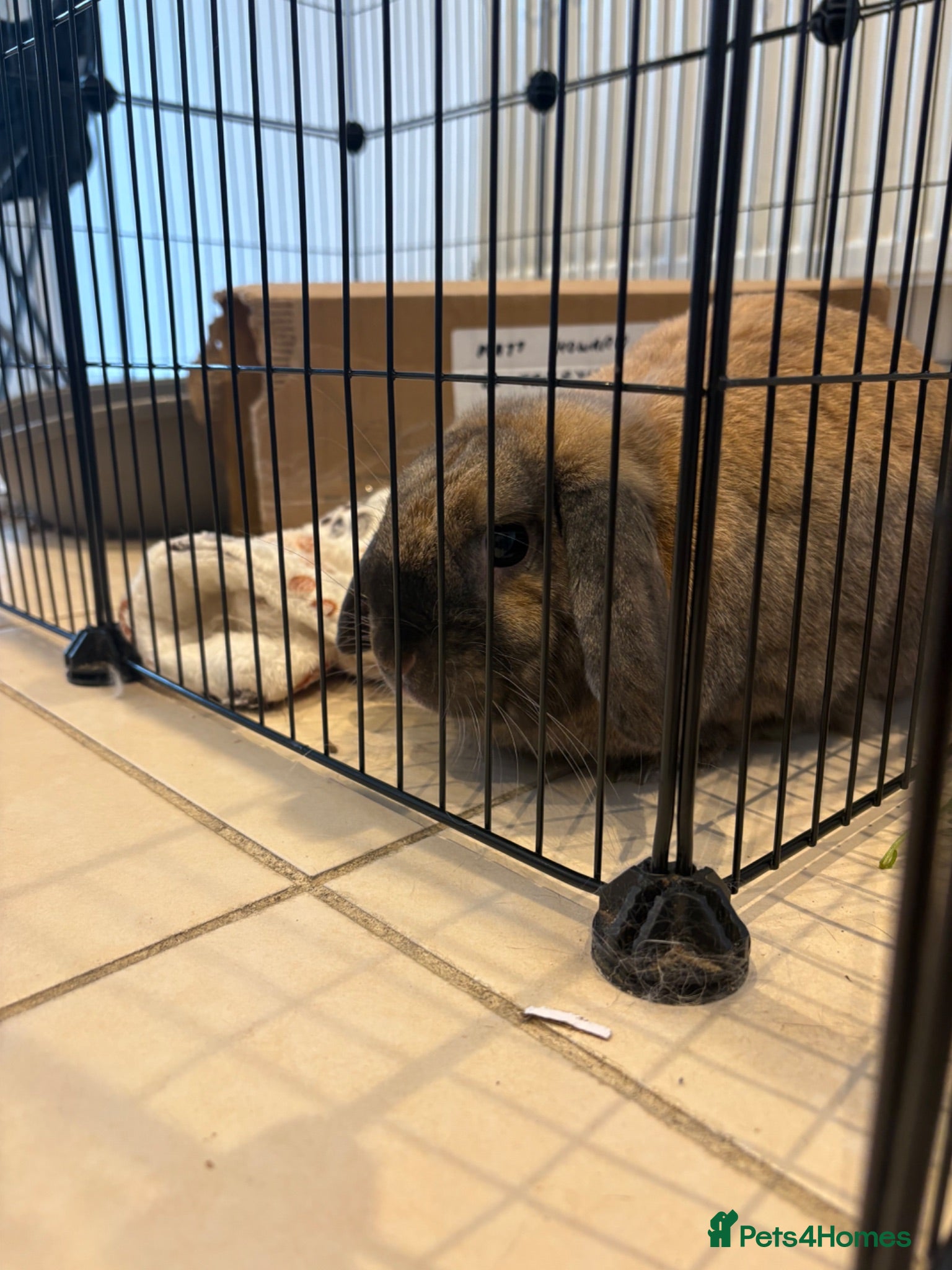 Mixed Breed rabbits Male rabbit - Advert 1