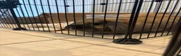 Mixed Breed rabbits for sale: Male rabbit in Wrexham - Advert 1