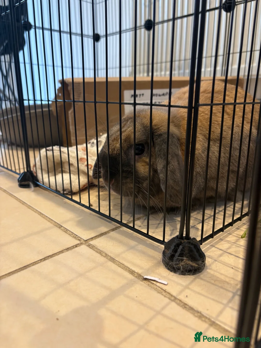 Mixed Breed rabbits for sale: Male rabbit in Wrexham - Advert 1