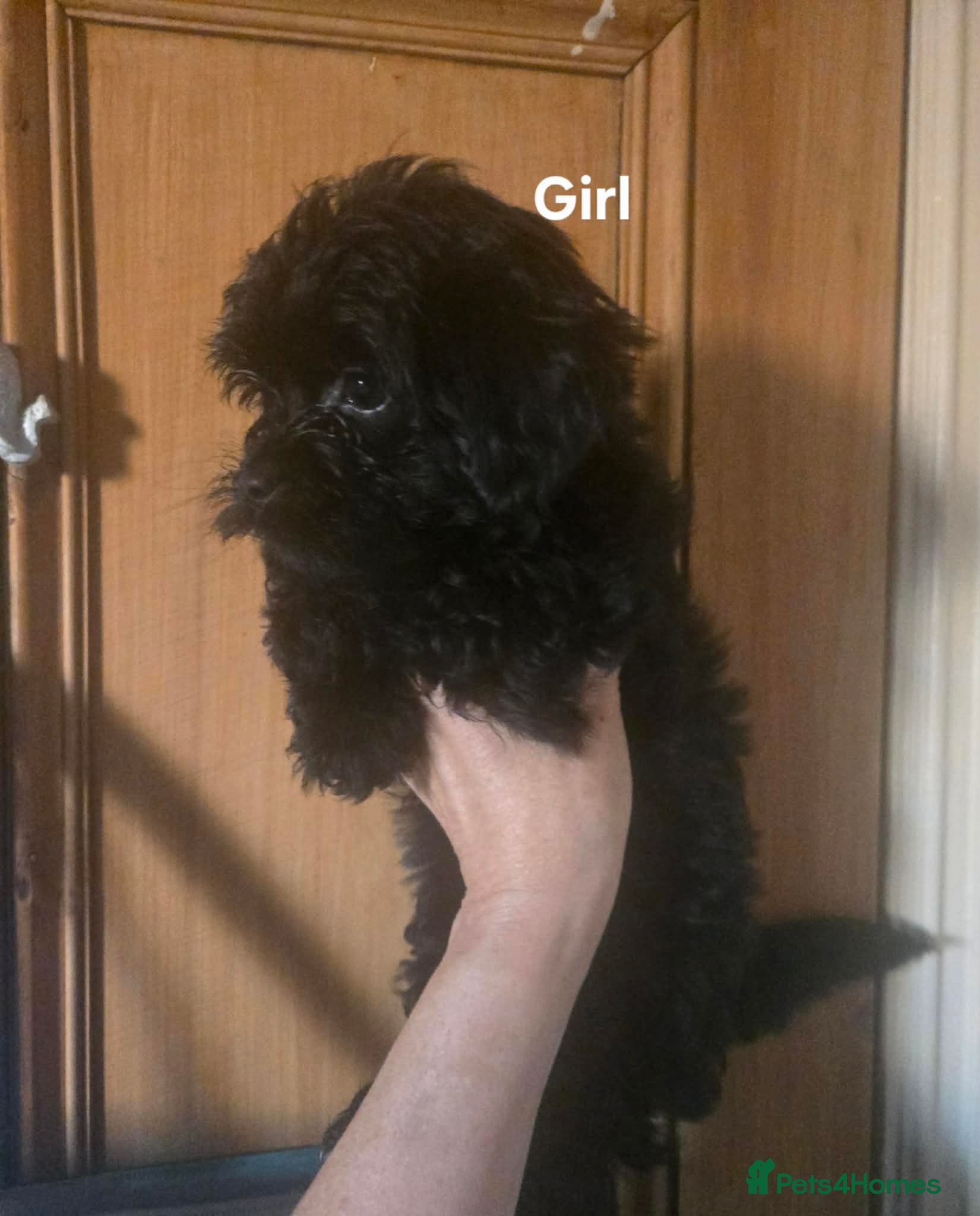 Yorkiepoo dogs GIRL NOW AVAILABLE🩷!! - Tiny YORKSHIRE PEKAPOOS! - Advert 1