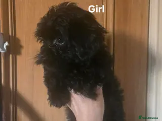 Yorkiepoo dogs GIRL NOW AVAILABLE🩷!! - Tiny YORKSHIRE PEKAPOOS! - Advert 17
