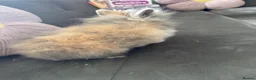 Lionhead rabbits for sale:  Double mane fluffy lion head  - Advert 7