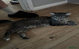 Domestic Shorthair cats for sale: Playful tuxedo boy - Advert 3