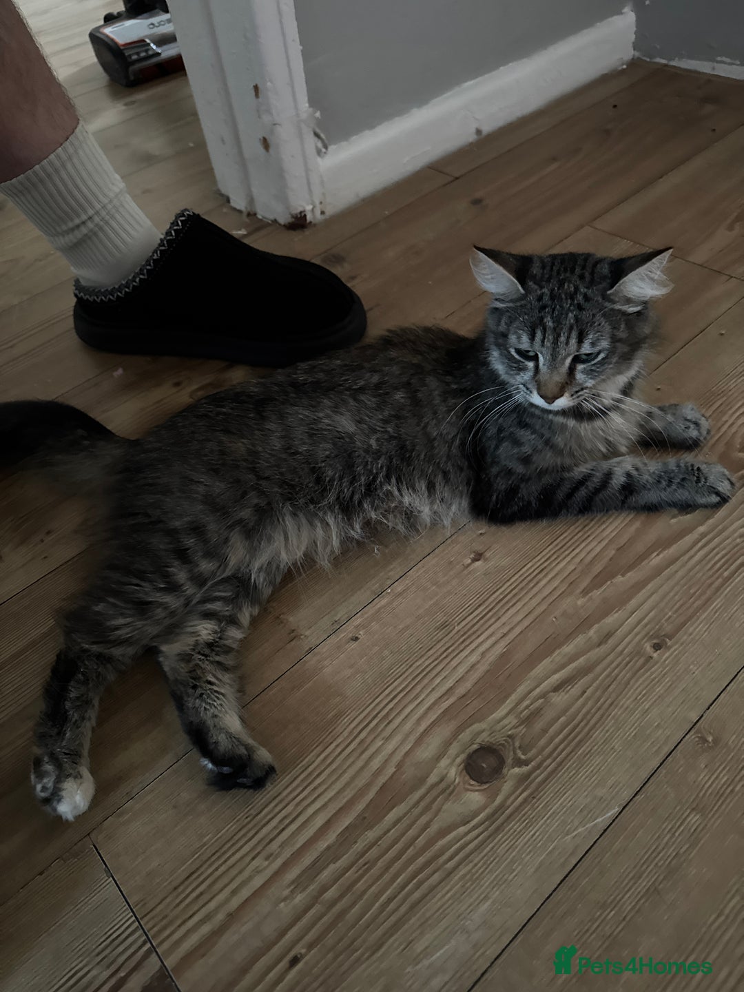 Domestic Shorthair cats for sale: Playful tuxedo boy - Advert 3