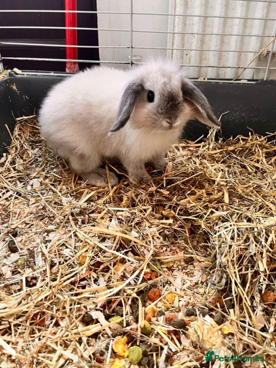 Dwarf Lop rabbits for sale: Beautiful dwarf lops - Advert 5