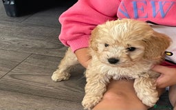 Cockapoo dogs for sale: F1 cockapoo puppies 5 boys  - Image 12