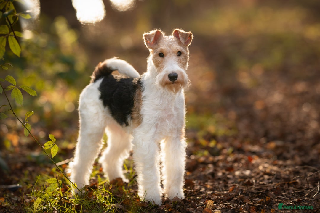 Fox Terrier dogs for sale: Exceptional Wire Haired Fox Terrier Puppies  - Image 10