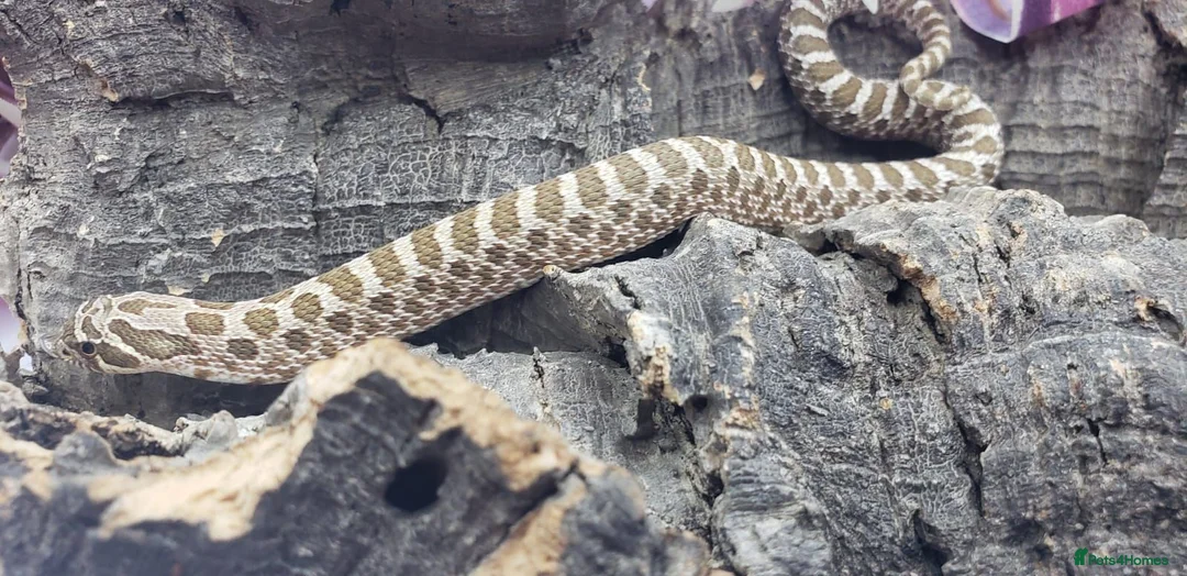 Snake reptiles for sale: Western Hognose Babies CB 26 Mixed £80ea - Advert 5