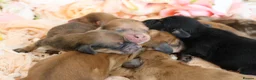 Miniature Dachshund dogs for sale: KC Longhair Miniature Dachshund Puppies - Advert 3