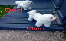 Bichon Frise dogs for sale: Bichon Frise 4 boys  - Image 3