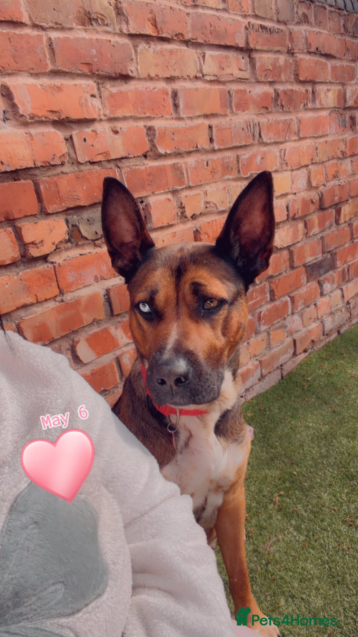 Mixed Breed dogs Belgian Mali x German shepherd  - Advert 2