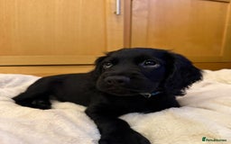 Cocker Spaniel dogs for sale: 7x Dock Tail Cocker Spaniel Puppies - Image 2