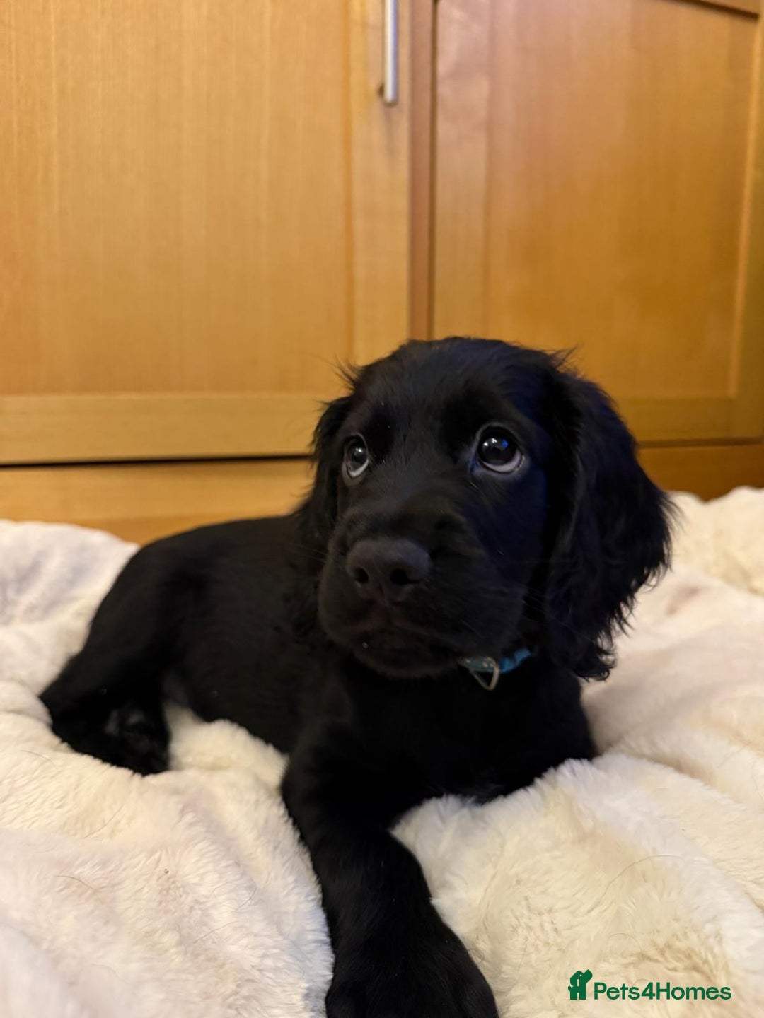 Cocker Spaniel dogs for sale: 7x Dock Tail Cocker Spaniel Puppies - Image 2