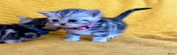 British Shorthair cats for sale: Stunning British Shorthair Kittens  - Advert 4