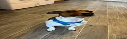 Jack Russell dogs for sale: Jack Russell Rehoming (Behavioural Challenges)  - Advert 3