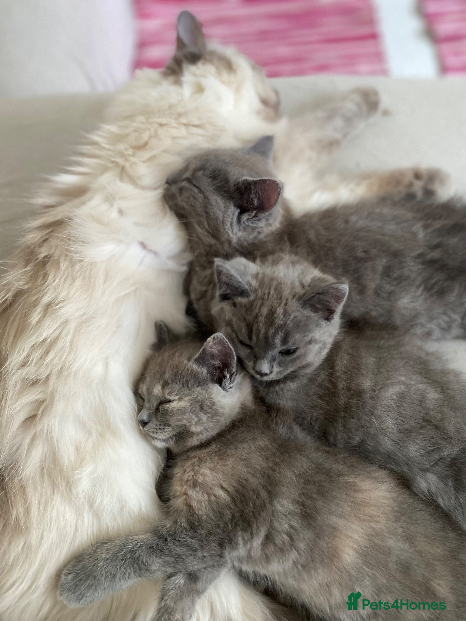 Mixed Breed cats Beautiful Ragdoll X GCCF British Shorthair Kittens - Advert 2