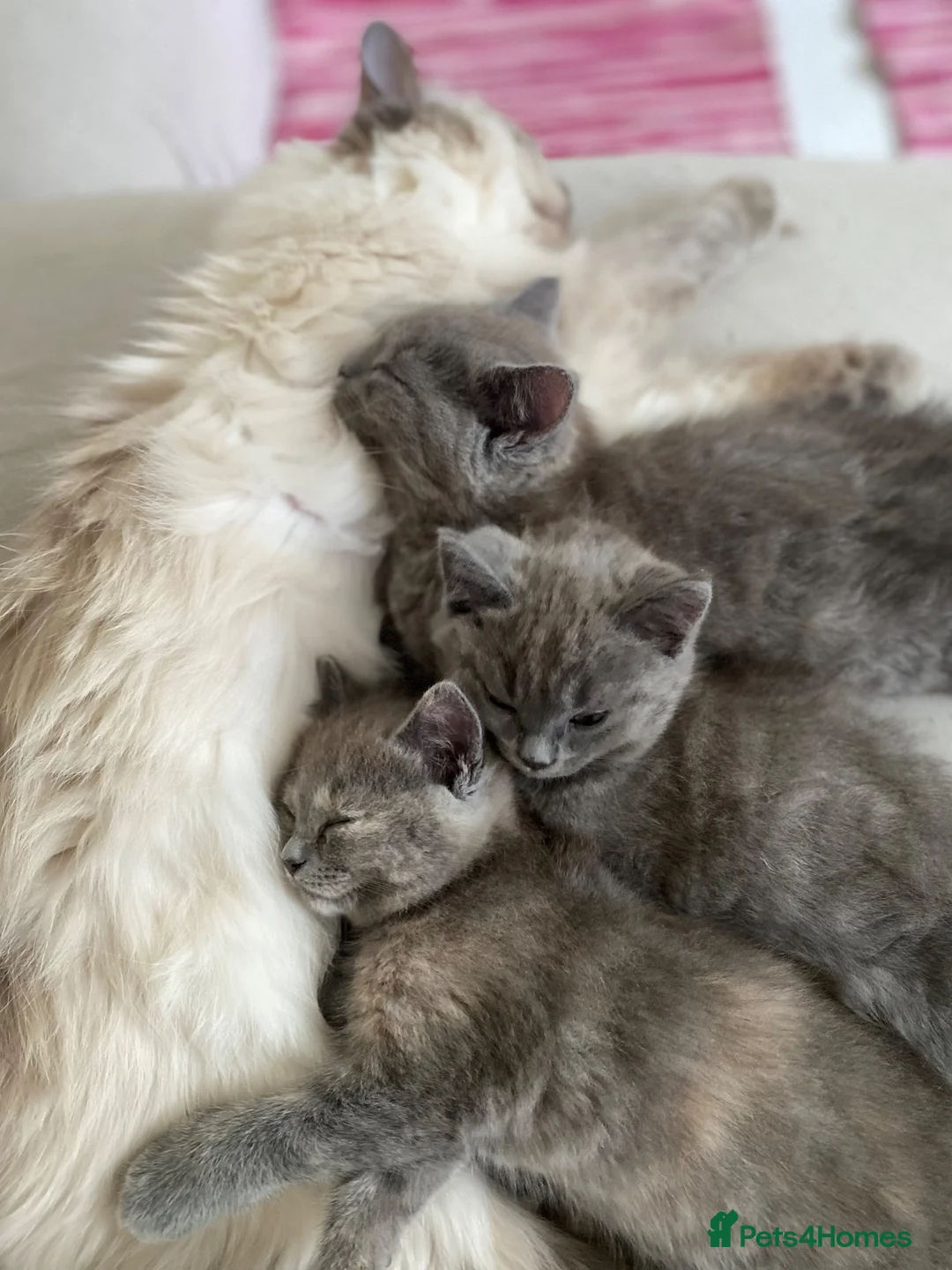 Mixed Breed cats for sale: Beautiful Ragdoll X GCCF British Shorthair Kittens - Advert 1