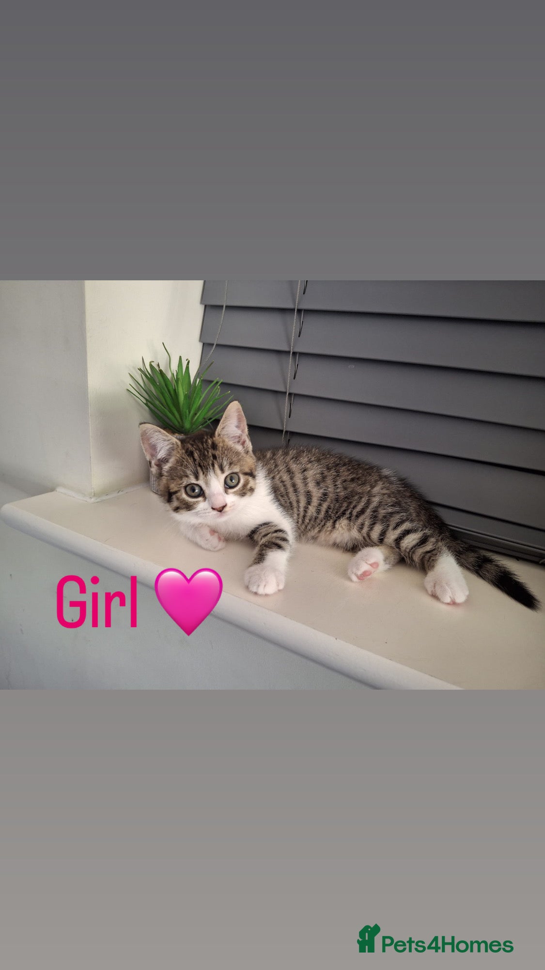 Mixed Breed cats for sale: British Shorthair / Mixed kittens  - Advert 3