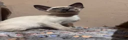 Siamese cats for sale: 2 cute Siamese girls available ready now  - Advert 4