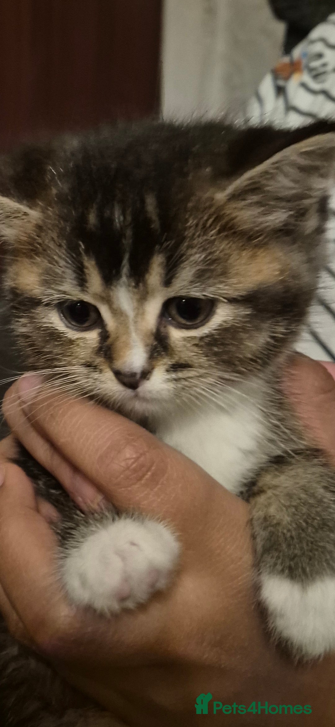 Scottish Fold cats for sale: 1 Beautiful Little Girl Scottish Fold X - Advert 2