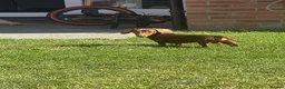 Miniature Dachshund dogs for stud: Miniature dachshund for stud  in Chelmsford - Advert 6