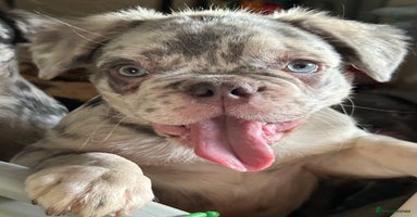 French Bulldog dogs in Rotherham - Advert 5