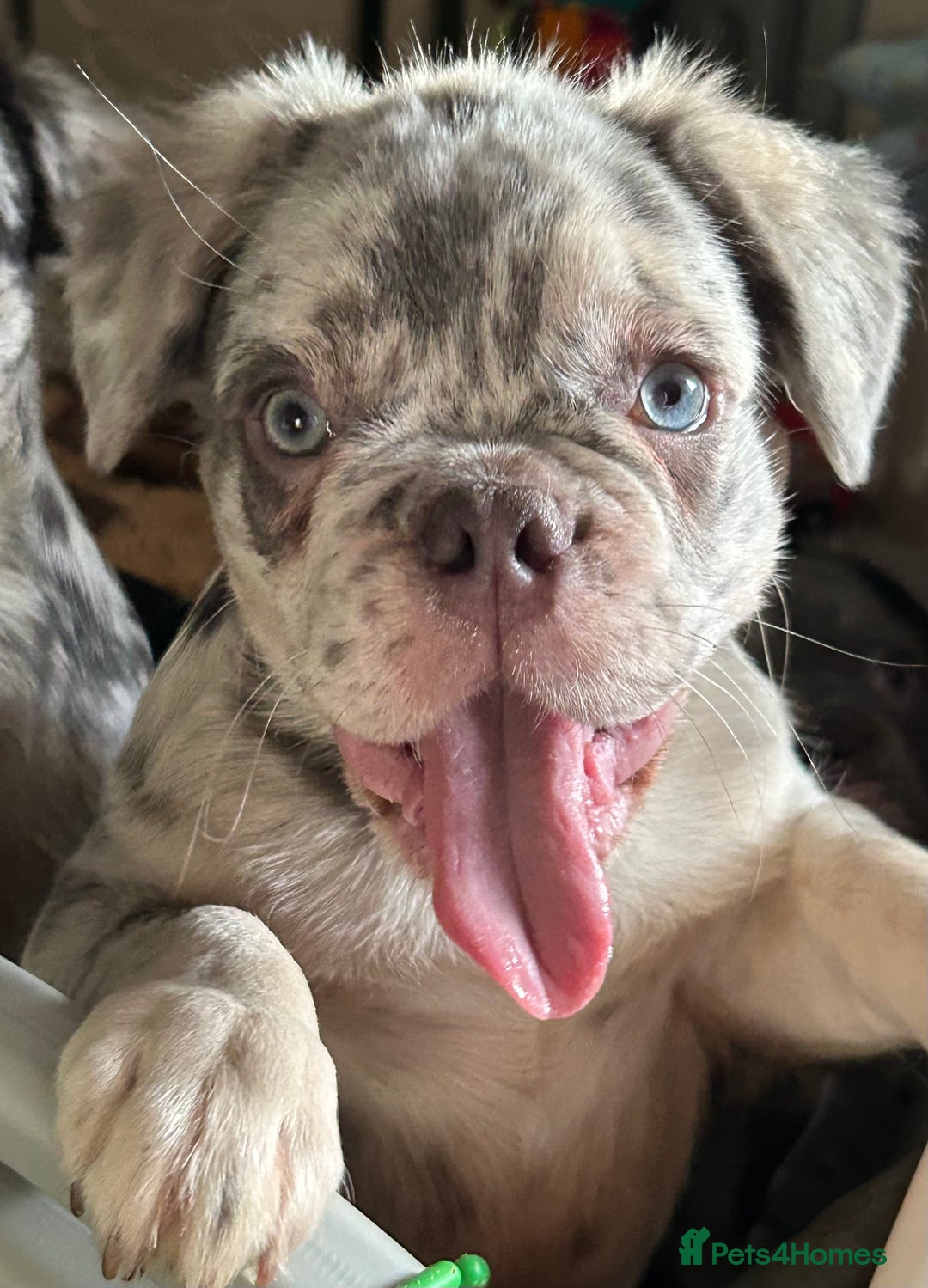 French Bulldog dogs for sale: x2 boys🔥🐾Ready Now🔥🐾Fluffy French bulldogs🔥🐾 in Rotherham - Image 2