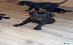 Cane Corso dogs for sale: Cane Corso pups - Image 10