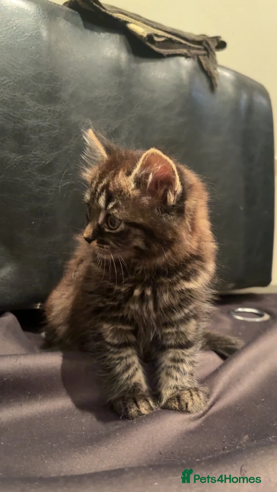 Mixed Breed cats for sale: British Short Hair Mix kittens - Advert 2