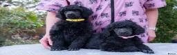Standard Poodle dogs for sale: Seven Wonders of Standard Poodle Puppies - Advert 21