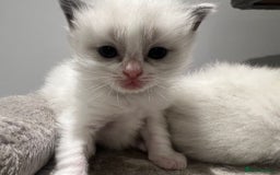 Ragdoll cats for sale: Pure Breed bi colour blue Ragdoll Kittens - Image 11