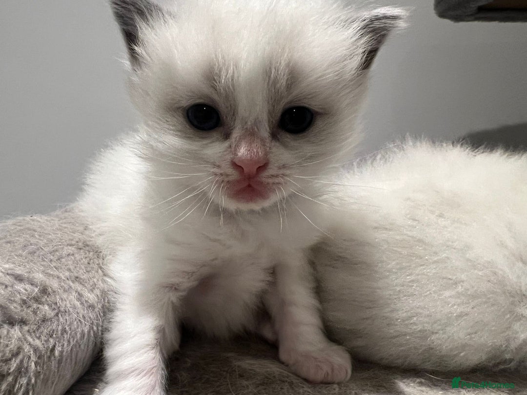 Ragdoll cats for sale: Pure Breed bi colour blue Ragdoll Kittens - Image 11