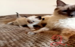 Ragdoll cats for sale: Ragdoll kittens  - Image 10