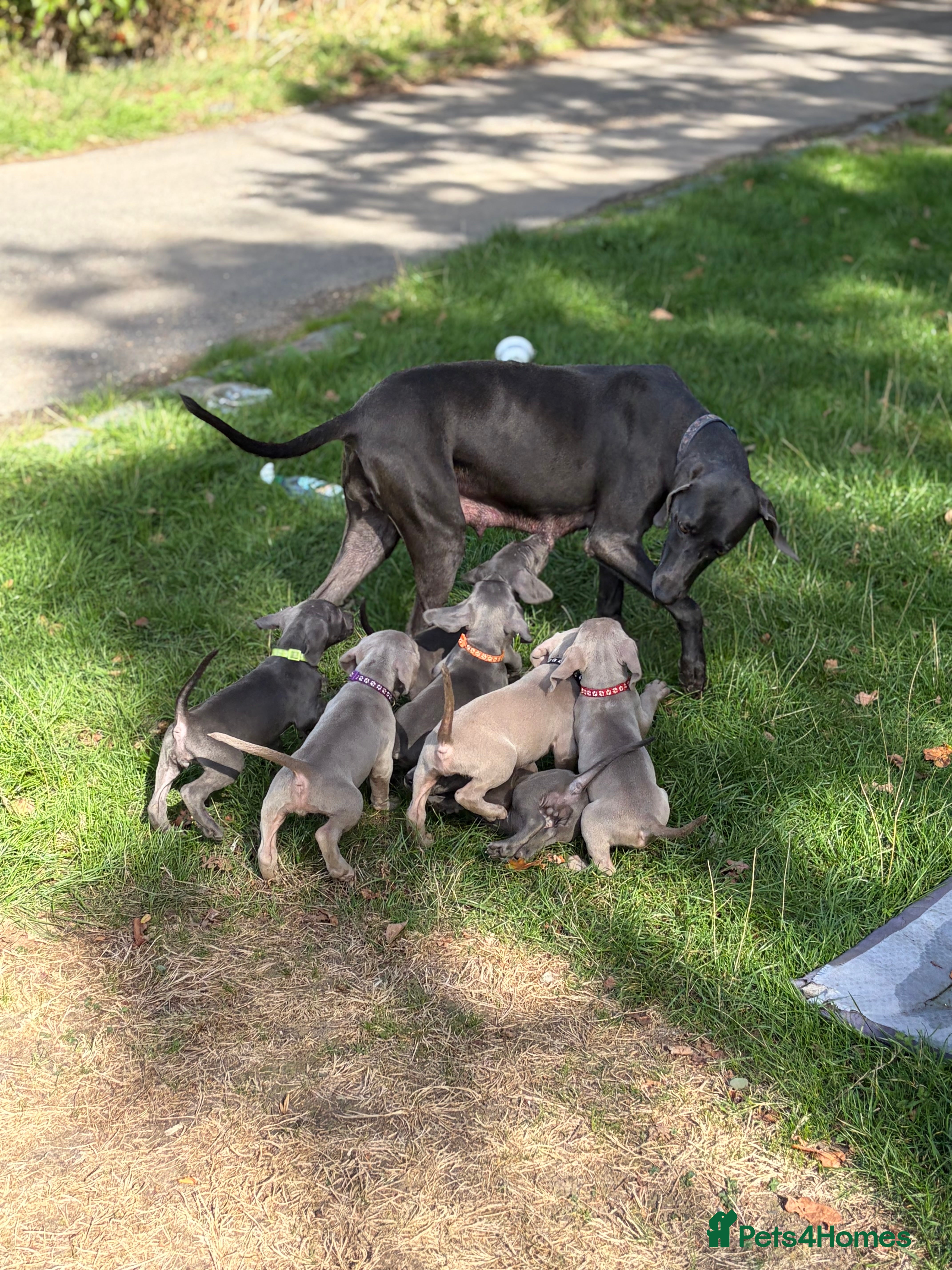 Weimaraner dogs Kc Weineramer pups  - Advert 2