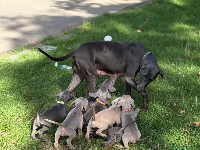 Weimaraner dogs Kc Weineramer pups - Advert 2