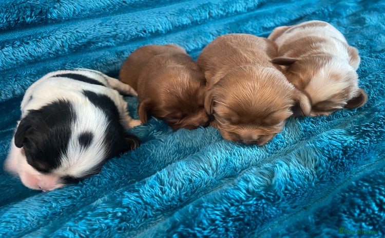 Cavalier King Charles Spaniel dogs - Advert 6