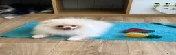 Pomeranian dogs for sale: Pom Puppies from Five Star breeder  - Advert 4