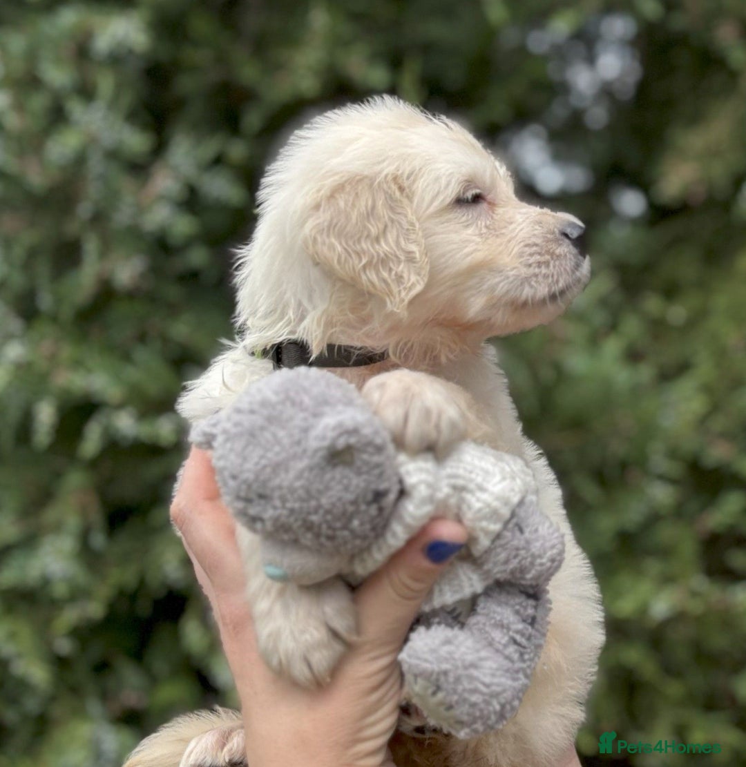 Golden Retriever dogs for sale: KC Registered  boy from 5 Star Breeder  - Image 6