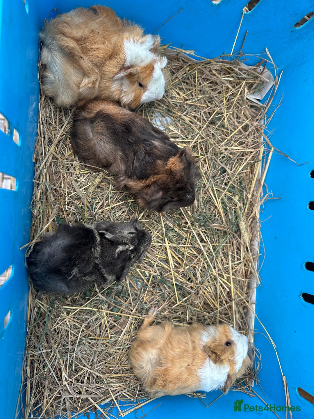 Guinea Pig rodents for sale: Lovely funky haired male guinea pigs. - Advert 7